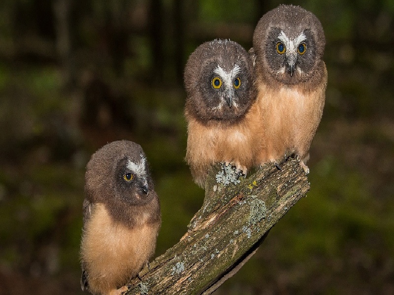 试管烧水的视频（扬州二代试管）