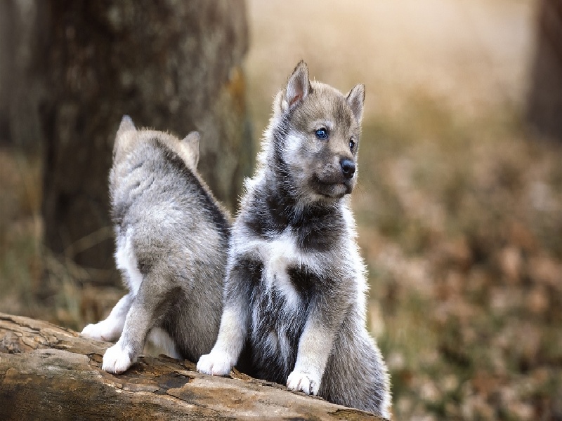 试管卵泡2118（试管仔细流程）